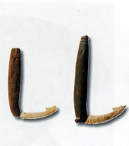 Fishing hook at Beombang Shell Mound썸네일